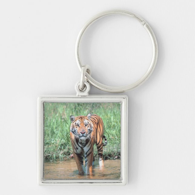 Tiger im Wasser Schlüsselanhänger (Vorne)
