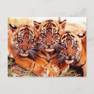 Tiger im Wilden Foto - Karten, T-Shirts, Geschenke Postkarte