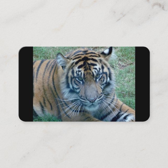 Tiger-Image-Visitenkarten Visitenkarte (Vorderseite)