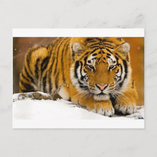 TIger in the Snow Ready to Attack Postkarte