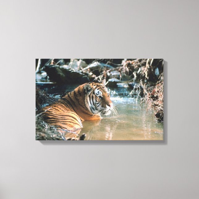 Tiger in Wasser 2 Leinwanddruck (Vorderseite)