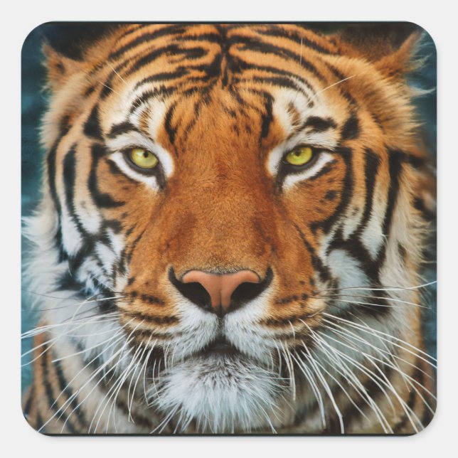 Tiger in Wasseraufnahme Quadratischer Aufkleber (Vorderseite)