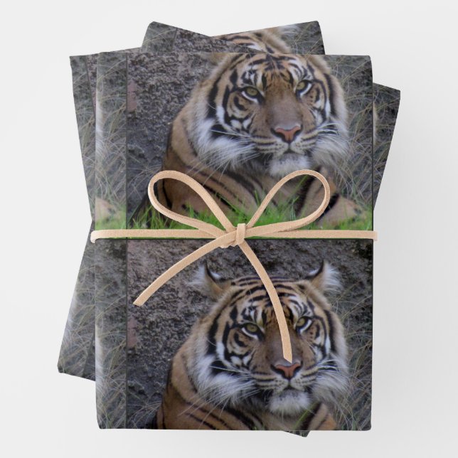 Tiger - Jeden Anlaß-Umschlagpapier Geschenkpapier Set (Beispiel)