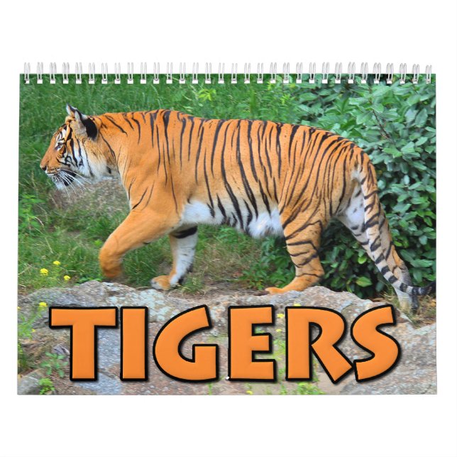 Tiger-Kalender Kalender (Titelbild)