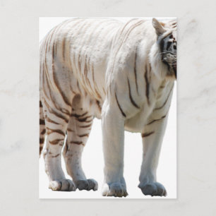 Tiger-Katzenstreifen personalisieren Gänseblümchen Postkarte
