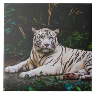 Tiger Keramik Tile Fliese