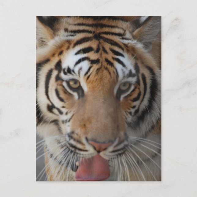 Tiger Kisses Postcard Postkarte (Vorderseite)
