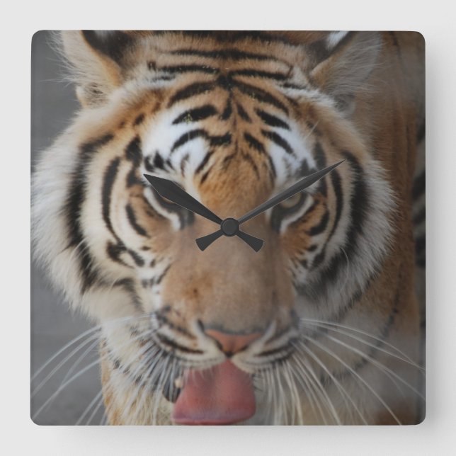 Tiger Kisses Wall Clock Quadratische Wanduhr (Vorderseite)