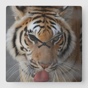 Tiger Kisses Wall Clock Quadratische Wanduhr
