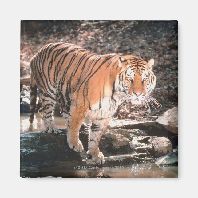 Tiger-Kreuz Magnet (Vorne)
