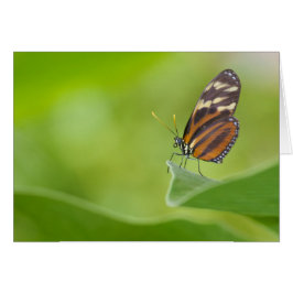 Tiger Langschwingenschmetterling