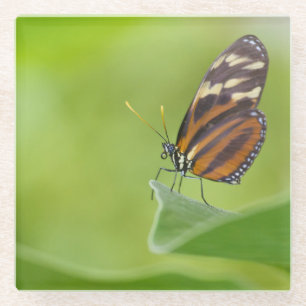 Tiger Langschwingenschmetterling Glasuntersetzer