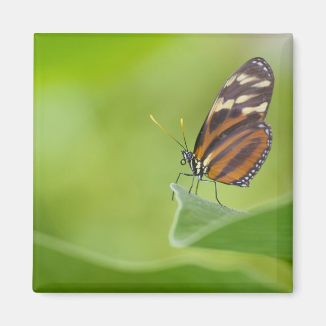 Tiger Langschwingenschmetterling Magnet (Vorne)