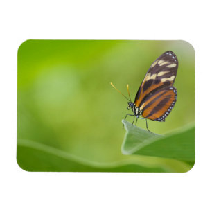 Tiger Langschwingenschmetterling Magnet
