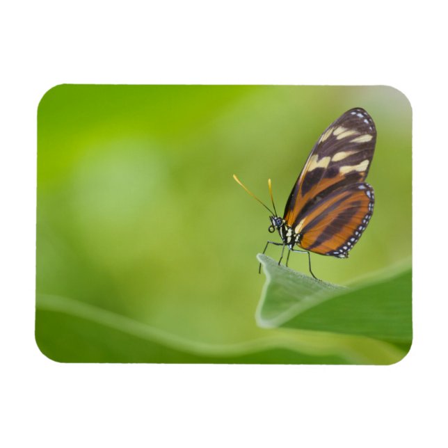 Tiger Langschwingenschmetterling Magnet (Horizontal)