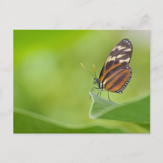Tiger Langschwingenschmetterling Postkarte (Vorderseite)