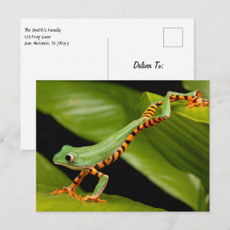 Tiger Leg Monkey Tree Postcard Postkarte