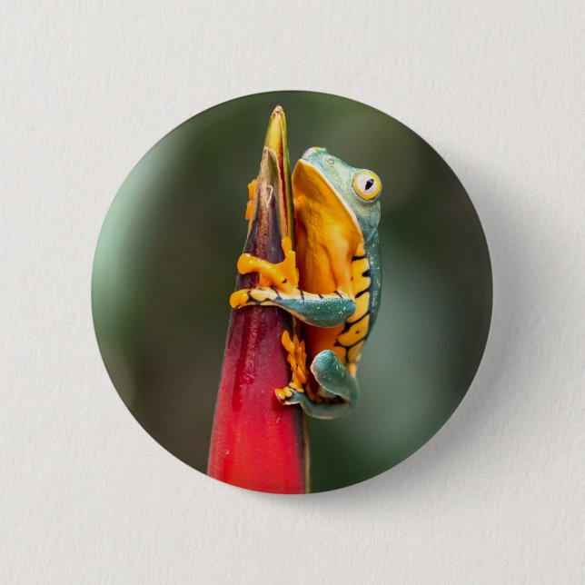 Tiger Leged Monkey Tree Frog Green Orange Button (Vorderseite)