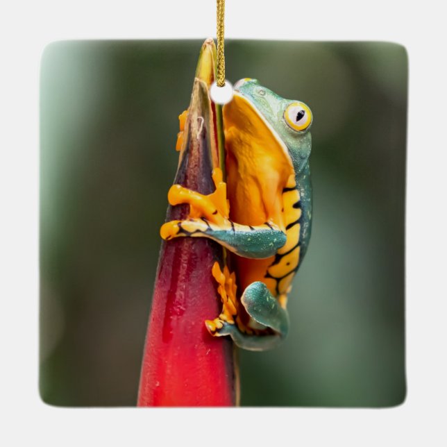 Tiger Leged Monkey Tree Frog Green Orange Keramikornament (Rückseite)