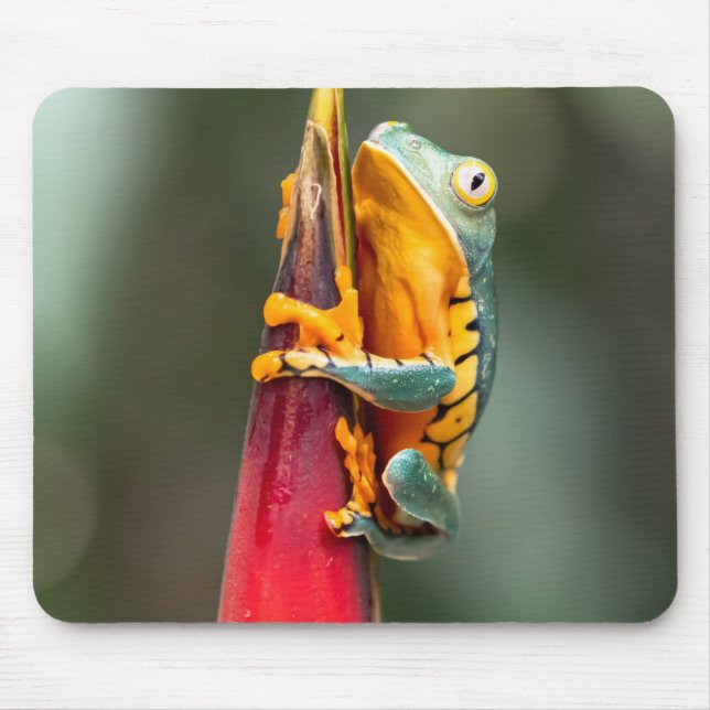 Tiger Leged Monkey Tree Frog Green Orange Mousepad (Vorne)