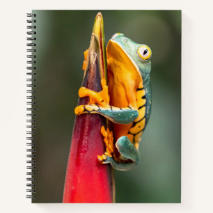 Tiger Leged Monkey Tree Frog Green Orange Notizbuch