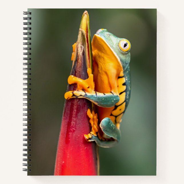 Tiger Leged Monkey Tree Frog Green Orange Notizbuch (Vorderseite)