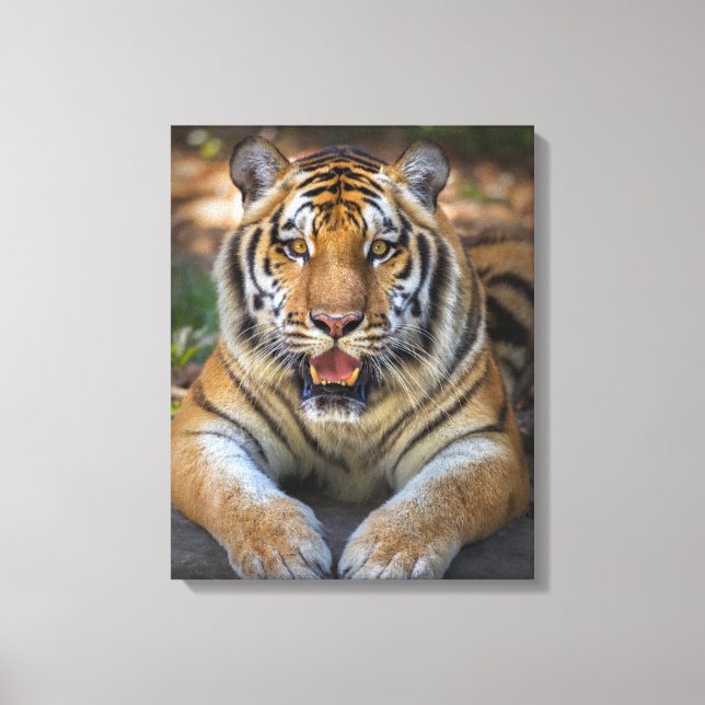 Tiger Leinwanddruck (Vorderseite)