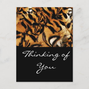 Tiger-Liebe_ Postkarte