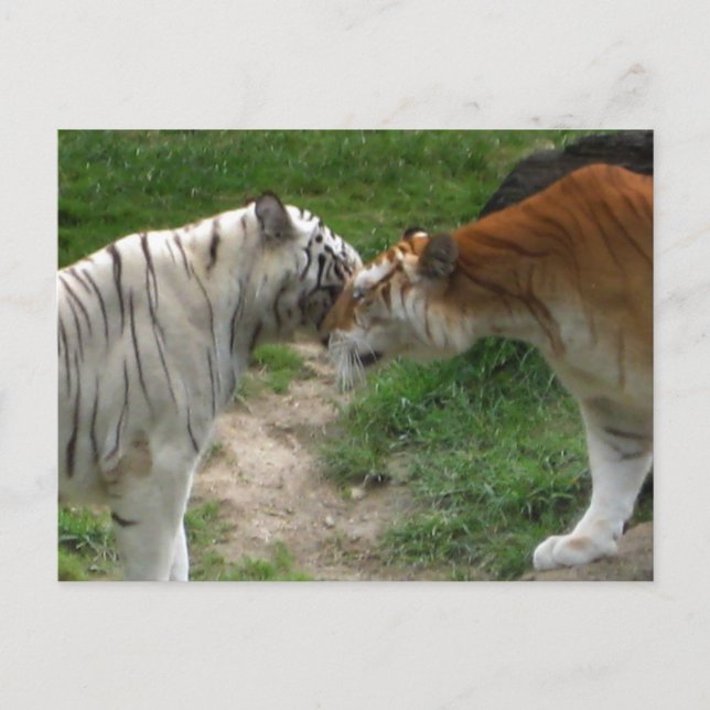Tiger-Liebe Postkarte (Vorderseite)