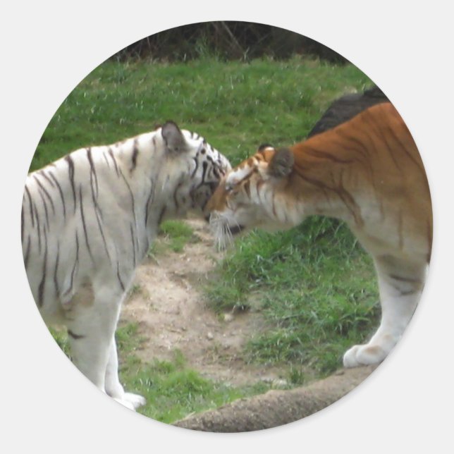 Tiger-Liebe Runder Aufkleber (Vorderseite)