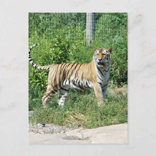 Tiger Light Postkarte (Vorderseite)