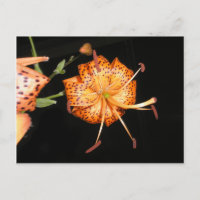 Tiger Lilly auf schwarzem Hintergrund