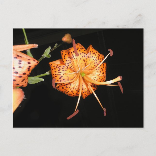 Tiger Lilly auf schwarzem Hintergrund Postkarte (Vorderseite)