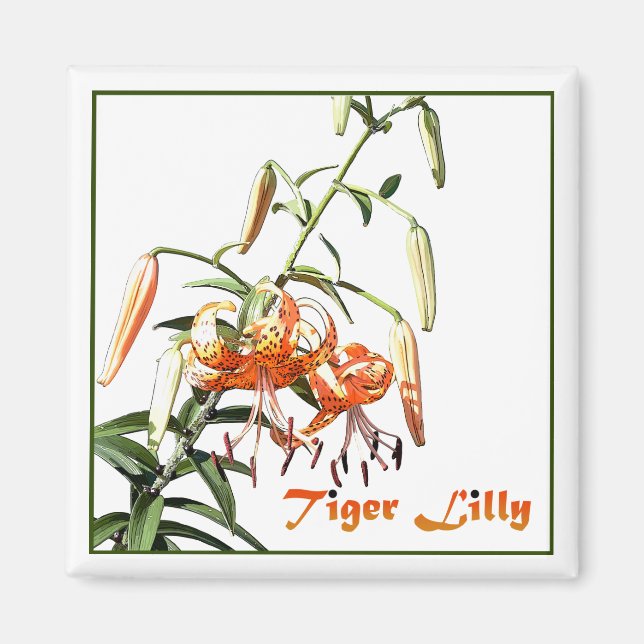 Tiger Lilly Magnet (Vorne)