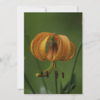 Tiger Lily - Carte de voeux plate