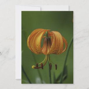 Tiger Lily - Carte de voeux plate