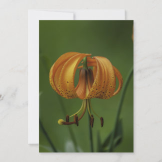 Tiger Lily - Carte de voeux plate