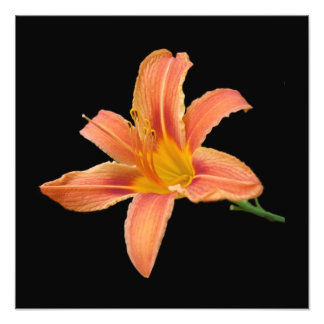 'Tiger Lily' Fotodruck