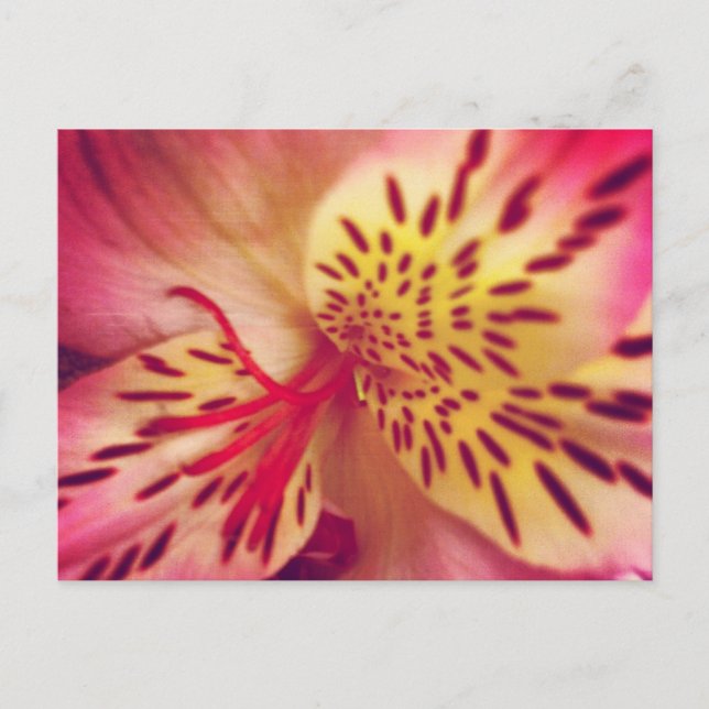 Tiger Lily Postcard Postkarte (Vorderseite)