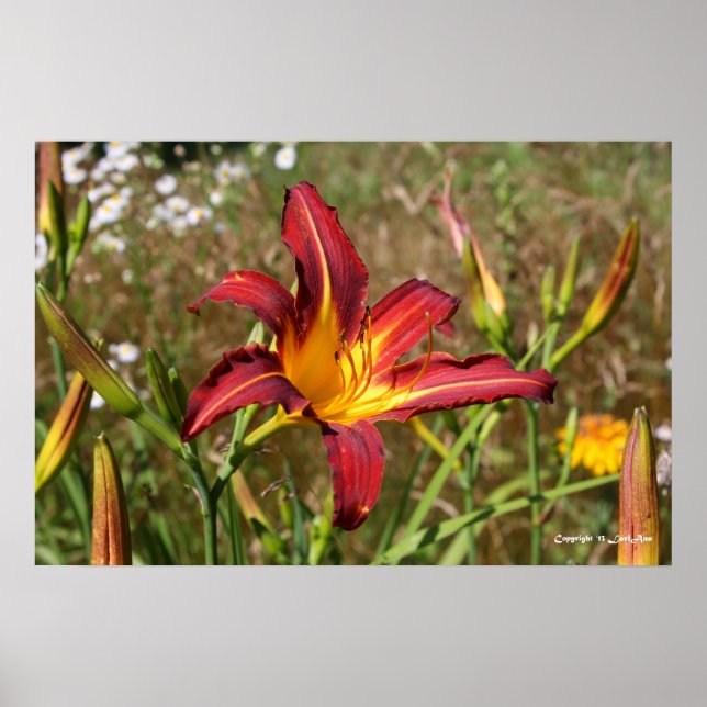Tiger Lily Poster (Vorne)