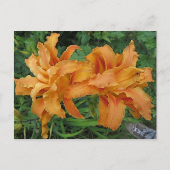 Tiger Lily Postkarte (Vorderseite)