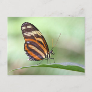 Tiger Long Postkarte
