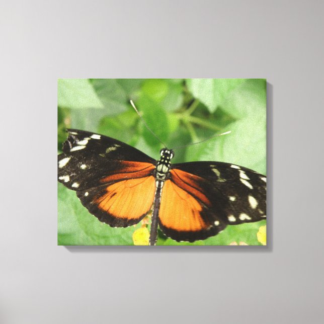 Tiger Longwing Butterfly Canvas Print Leinwanddruck (Vorderseite)