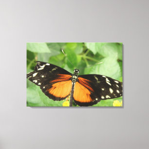 Tiger Longwing Butterfly Canvas Print Leinwanddruck