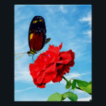Tiger longwing butterfly pollinating a rose Don Ju Poster<br><div class="desc">I was on a day out when I saw this Tiger longwing butterfly pollinating a rose Don Juan flower and took the photograph</div>