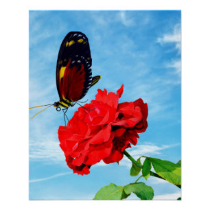Tiger Longwing Schmetterling bestäubt eine Rose Do Poster