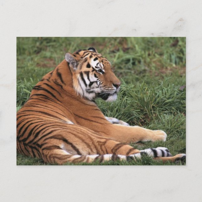 Tiger Lounges in Gras Postkarte (Vorderseite)