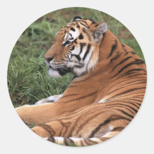 Tiger Lounges in Grasaufklebern Runder Aufkleber