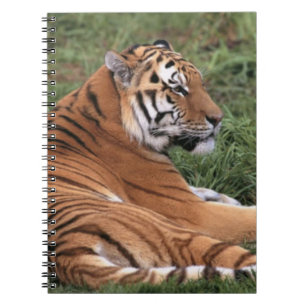 TIger Lounging auf Grass-Notebook Notizblock