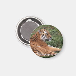 Tiger Lounging Magnet
